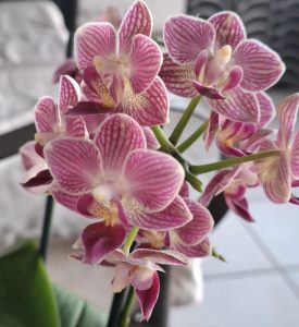 A close-up view of pink orchid flowers with intricate striped patterns and creamy white centers. 