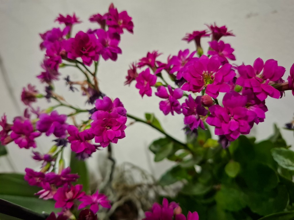Magenta Flowers