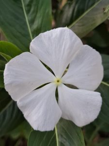 A close-up of a white five-petaled flower with green leaves