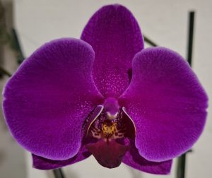 Close-up of a vibrant purple orchid with velvety petals and a detailed yellow-brown center against a softly blurred background.