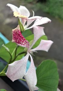 A close-up of a delicate flower with unique petal shapes, showing a mix of creamy white and pale pink colors, along with spots of deep red. 