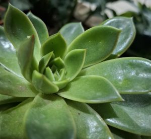 A close-up of a vibrant green succulent plant, showcasing its thick, fleshy leaves arranged in a symmetrical rosette pattern.