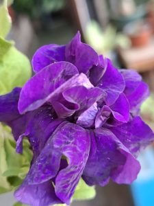 A close-up of a vibrant purple flower with detailed, slightly crinkled petals, set against blurred green plants.
