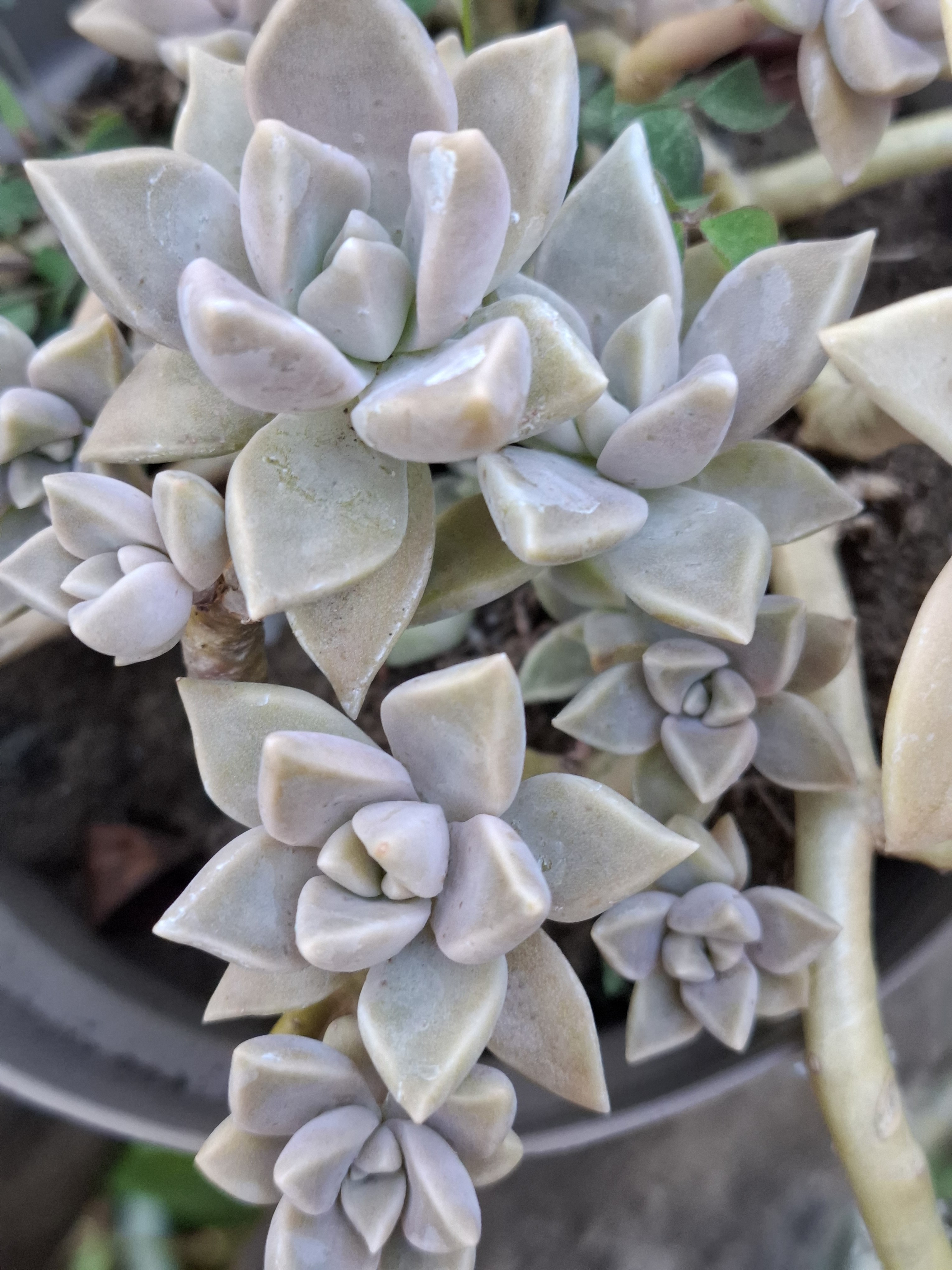 A close-up of succulent plants with thick, pale green leaves arranged in neat rosette shapes.