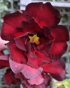 A close-up of a red, velvety flower with layered petals and a soft yellow center against a blurred natural background.