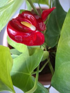 A vibrant red flower with a glossy texture is partially open, showcasing a central yellow and white structure.