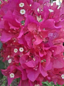 A close-up of bright pink bougainvillea flowers with clustered, delicate bracts.