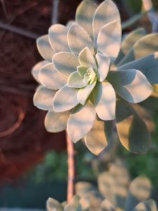 A close-up photograph of a succulent plant with fleshy, pale green leaves arranged in a rosette formation.