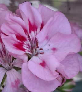 A close-up of a pink flower with layered petals in varying shades and red streaks, with visible stamens and a blurred background.